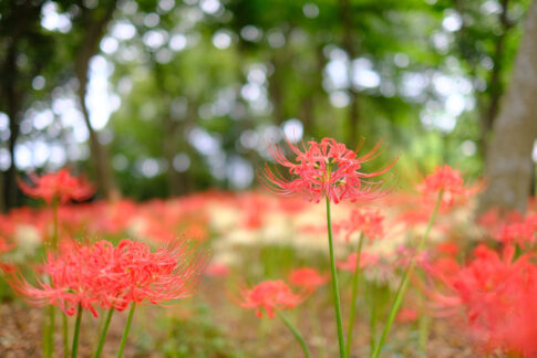 彼岸花